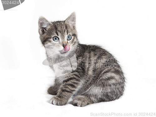 Image of cat with a long tongue