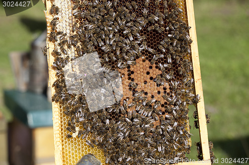 Image of bees with brood comb