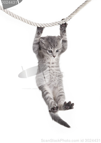 Image of tabby cat hanging on rope