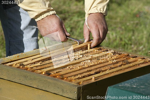 Image of honeycomb boxes