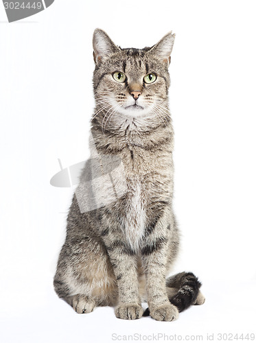 Image of tabby cat looking at the camera
