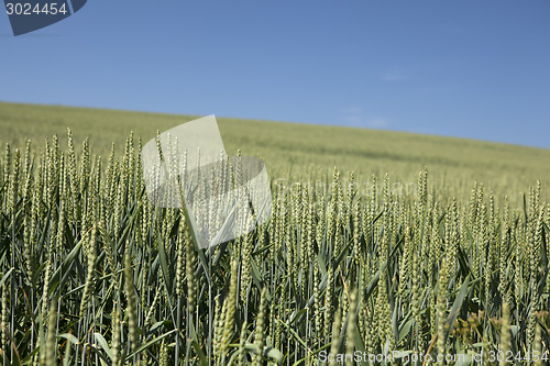 Image of Wheat field with blue sky