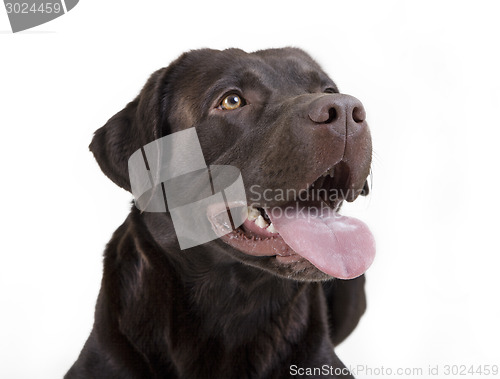 Image of labrador head