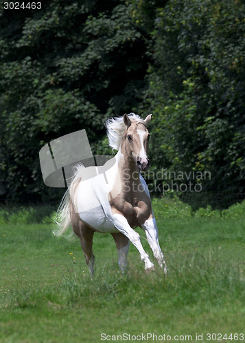 Image of Palomino Horse 