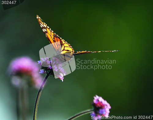 Image of Monarch butterfly