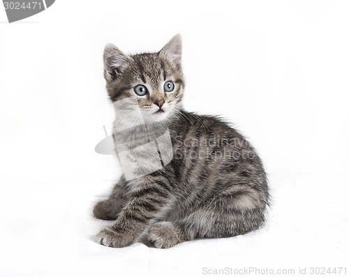 Image of gray tabby cat sitting