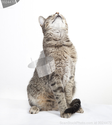 Image of tabby cat looking up