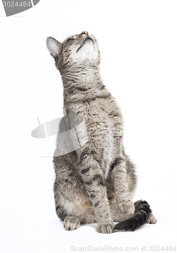 Image of striped tomcat looking up