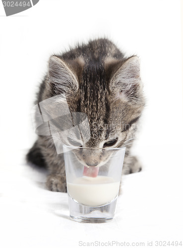 Image of cat licking milk from glass