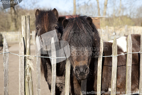 Image of two ponies