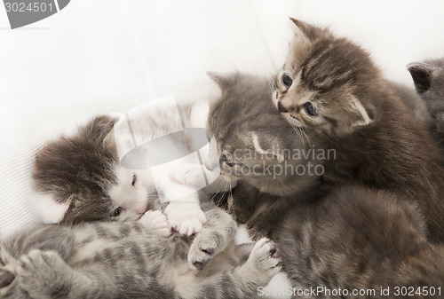 Image of cats babies play together