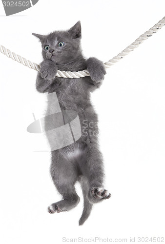 Image of gray cat hanging on rope