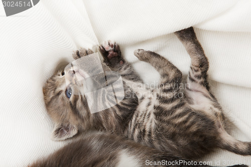 Image of cat playing with blanket