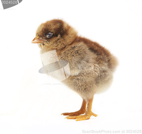 Image of Chick from the side