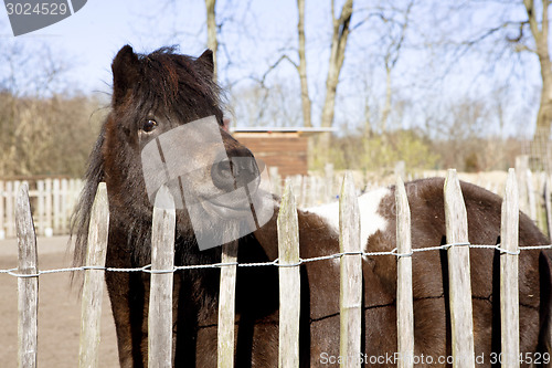 Image of pony stands at the fence