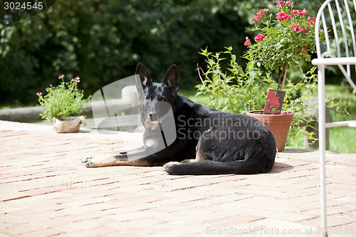 Image of black dog on terrace