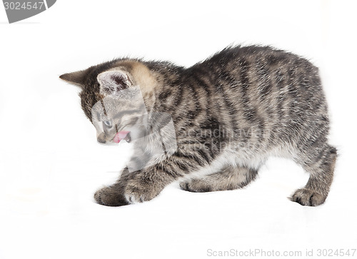 Image of striped tomcat licking with the tongue