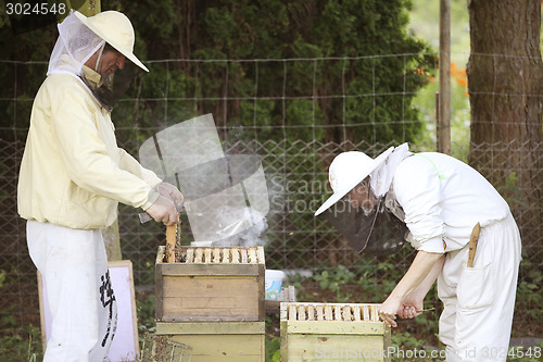 Image of Beekeeper at work with bees