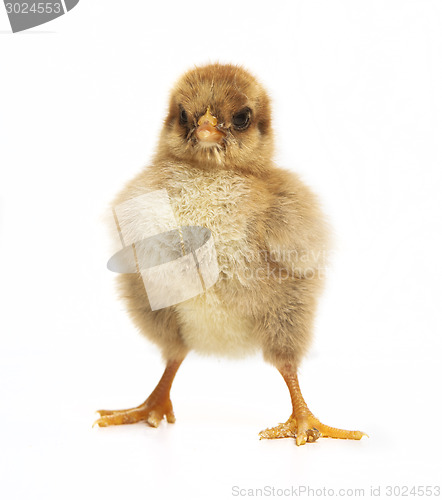 Image of small chick