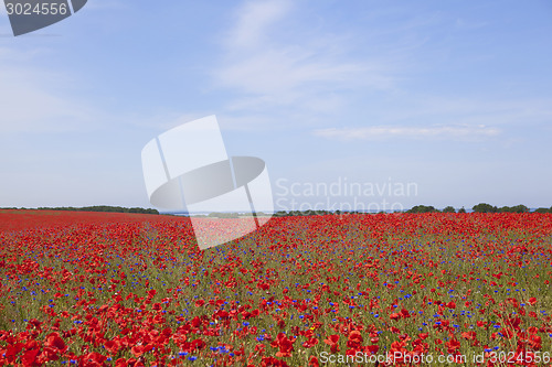 Image of Poppy flower in meadow