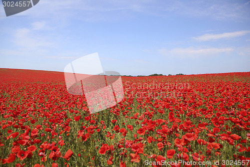 Image of Poppy field with blue sky