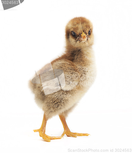 Image of orpington chick