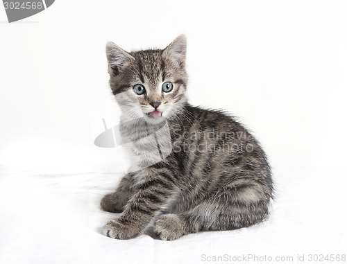 Image of gray tabby cat with tongue