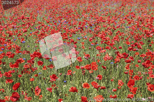 Image of many poppies