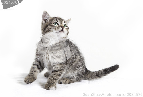 Image of cat sits and looks