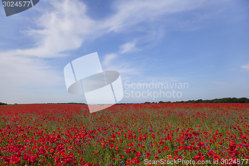 Image of Poppy plants on field