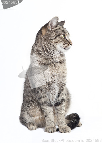 Image of tabby cat looking to the side