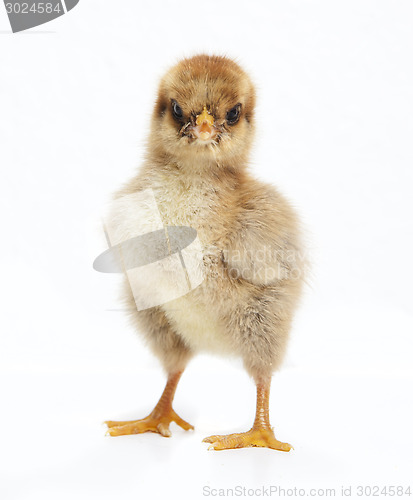 Image of brown chick