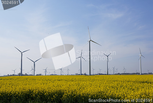 Image of Rape field with windmills