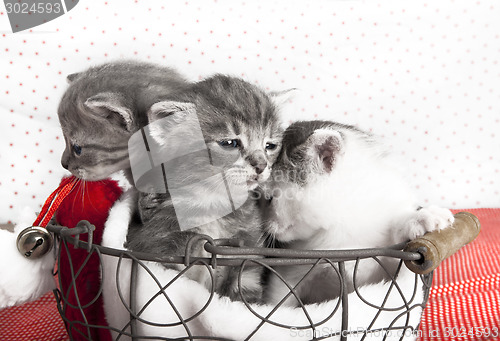 Image of three cats babies