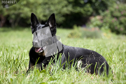 Image of black dog lying on meadow