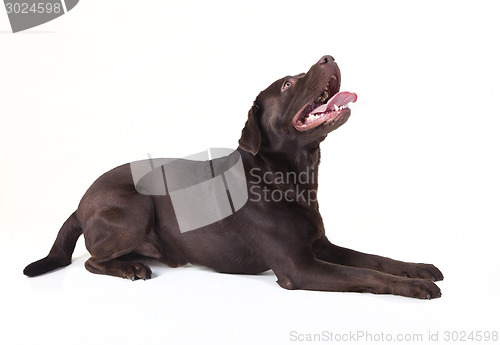 Image of brown labrador