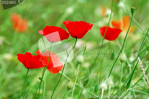 Image of Poppies