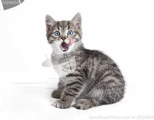 Image of small sitting cat