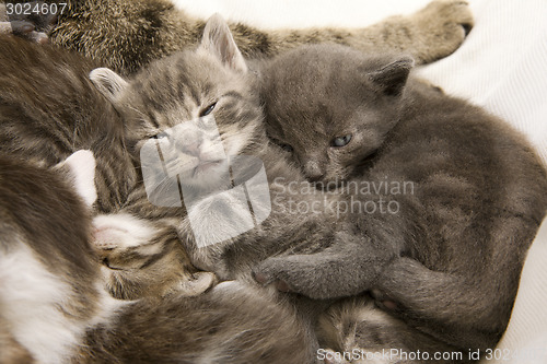 Image of sleeping cat children