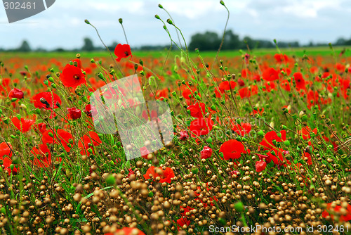 Image of Poppy field