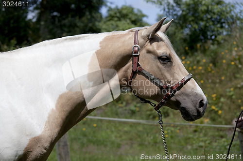 Image of Palomino horse head