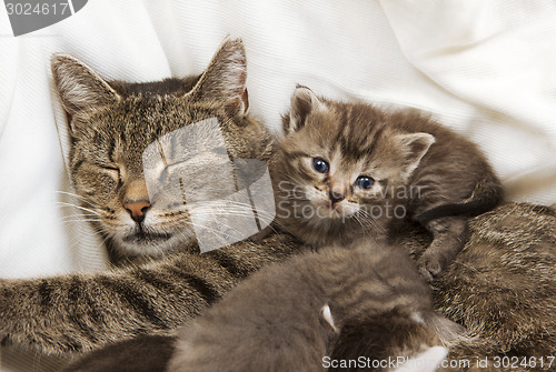 Image of cats babies cuddle with mother