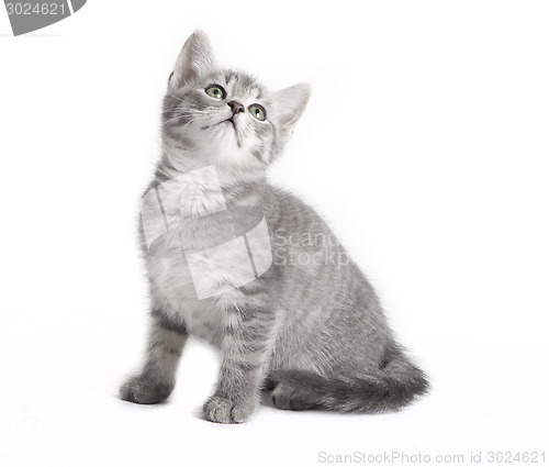 Image of gray tabby cat looking up