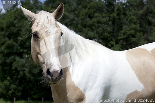 Image of Palomino horse looking to camera