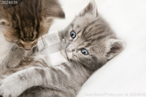 Image of two cats babies playing