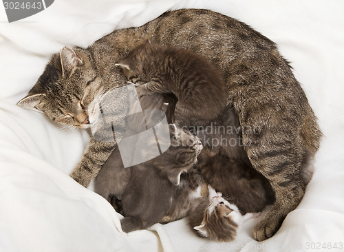 Image of cats babies drink at her mother