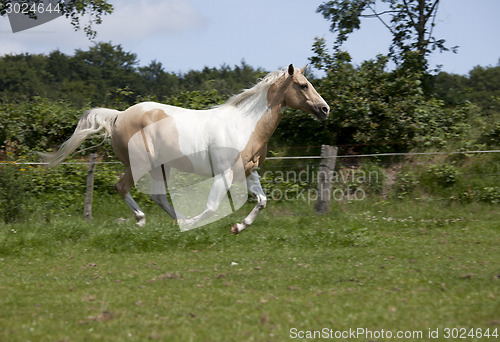 Image of Palomino Horse gallop