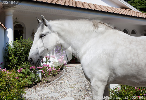 Image of Andalusia Horse in the garden