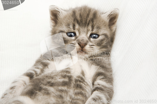 Image of striped baby cat