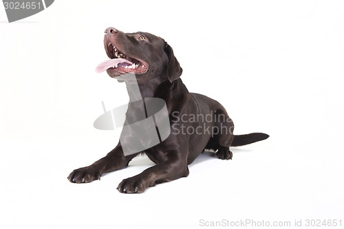 Image of labrador stretches his tongue out